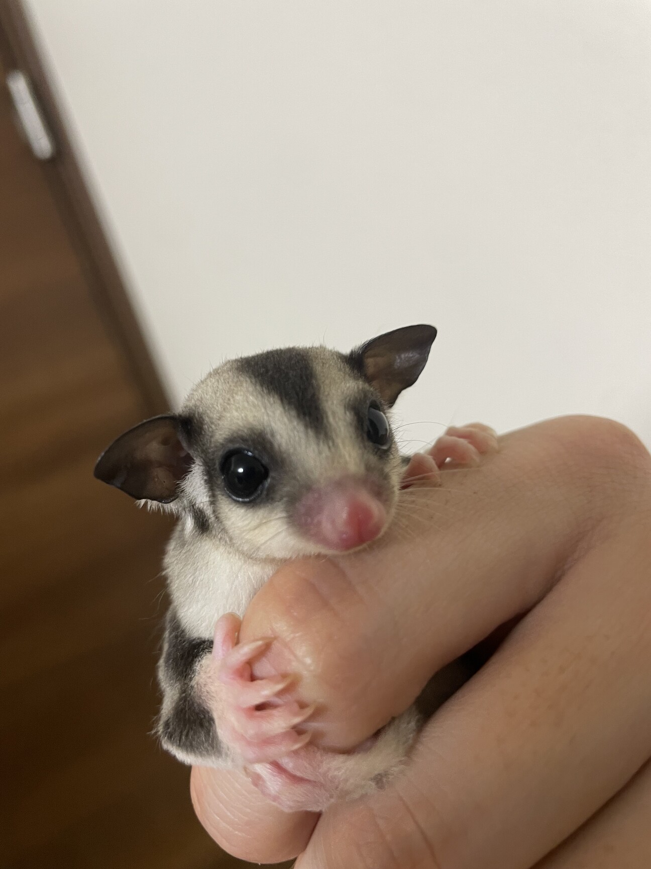 フクロモモンガ（生後4ヶ」福岡県 - 小動物の里親募集(538421