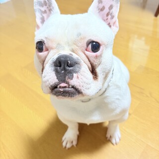 4月で1歳！フレブルむぎくん