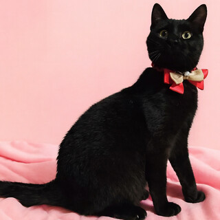 シュっとスタイリッシュ！黒猫の子猫『ジジ』９カ月