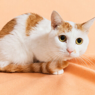 初心者向き！おっとり甘えん坊『いよちゃん』３歳