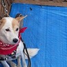 ひなぎくちゃん サムネイル6