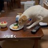 ひなぎくちゃん サムネイル7