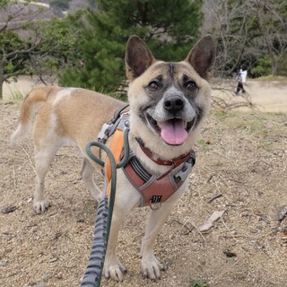 お散歩とボール遊びが大好き⭐︎ゾロくん
