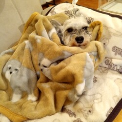 春眠暁を覚えず