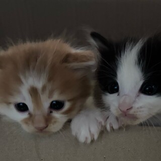 兄弟一緒に里親になって頂ける方募集