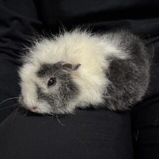 モルモット里親募集