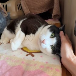 ★保護猫譲渡会★予約は不要です・保護猫たちにぜひ会いに来てください！