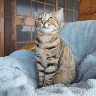 人が大好き犬も大丈夫♡美人姉妹のシータちゃん