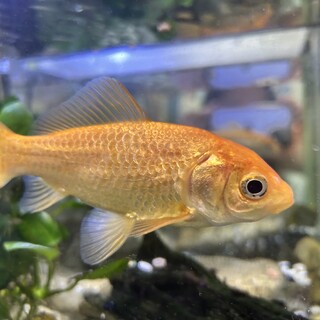 和金・ヒメタニシ・カワコザラガイ・アヌビアスナナ