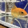 和金・ヒメタニシ・カワコザラガイ・アヌビアスナナ サムネイル3