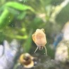 和金・ヒメタニシ・カワコザラガイ・アヌビアスナナ サムネイル5