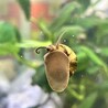 和金・ヒメタニシ・カワコザラガイ・アヌビアスナナ サムネイル6