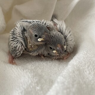 シルバー文鳥雛 里親募集 1〜2羽