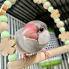 文鳥ズ