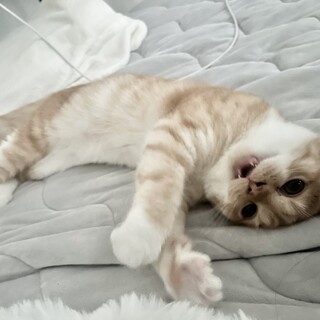 甘えん坊なスコティッシュフォールドのふくまるです