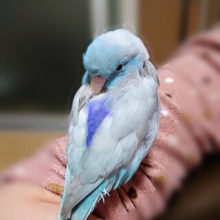 新しい飼い主募集