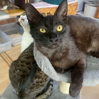 可愛い黒猫　カールくん