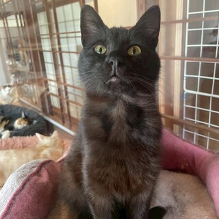 可愛い黒猫　カヌレくん