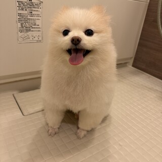 ポメラニアンオス　里親募集