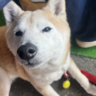 小柄な柴犬くん