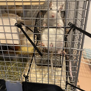 里親になってくれる方を募集します