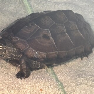 クサガメ 生後約１年 