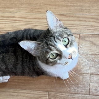 人好き猫好き美しい瞳のキジシロ男子！桐（きり）