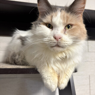 スー♀5〜7歳、大きな長毛猫