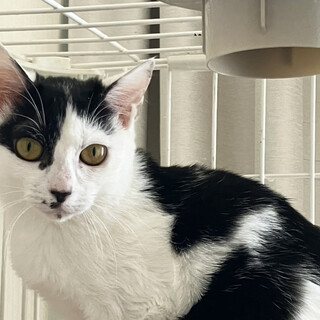 不思議な模様、葉っぱ♀7ヶ月