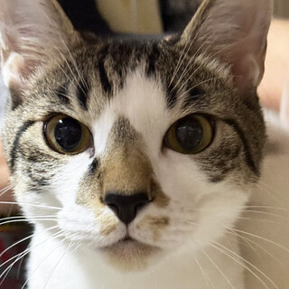 陸・りく♂7ヶ月、兄弟の慎重派