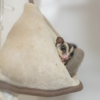 フクロモモンガ♂の里親を募集しています！