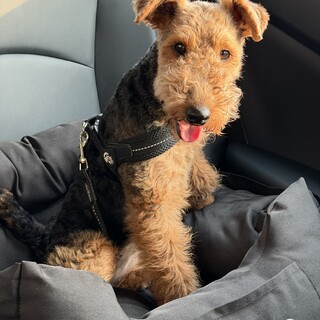 甘えん坊で活発なウェルシュテリアの女の子です