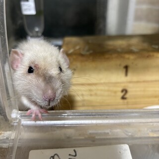 ファンシーラットの男の子