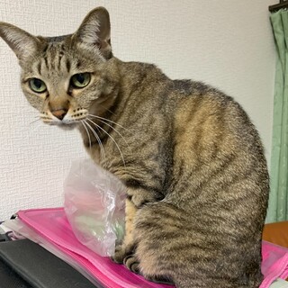 ご高齢の方にピッタリ。11歳キジトラ♀膝のり猫
