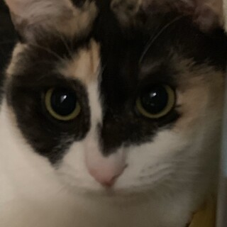 ご高齢の方にピッタリ。三毛猫10歳女の子甘えん坊。