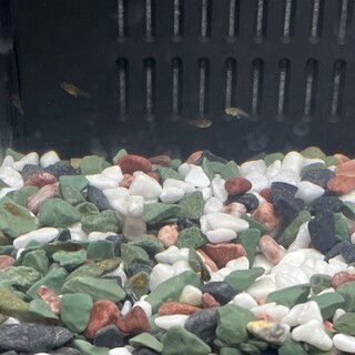 グーリーの稚魚お譲りします！