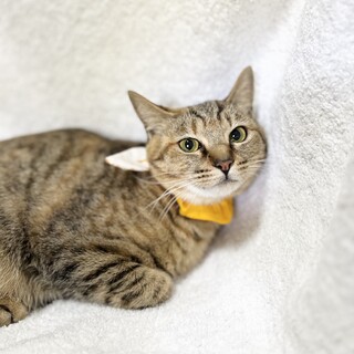 綺麗なムギワラ模様のムギちゃん(8ヶ月)