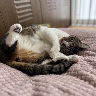 ෆ⃛単頭飼い希望ෆ⃛もくちゃん