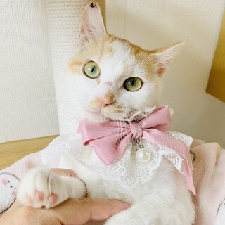 ④きんかんちゃん　珍しい白茶の雌　ビビリの甘えん坊