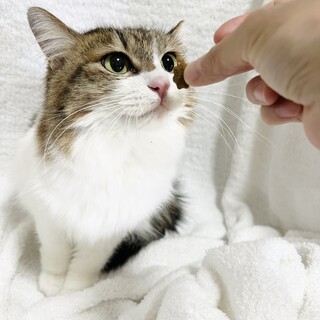 心開くまであと一歩！モフミさん