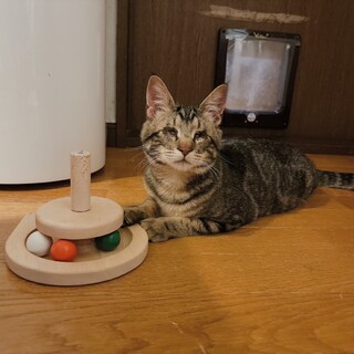 4/12カインズෆ⃛お膝でゴロゴロෆ⃛なつめくん