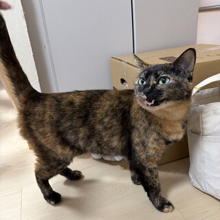 猫 2匹います。　サバ白（♂） サビ(♀)