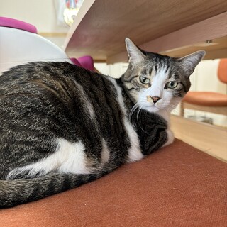 猫 2匹います  サバトラ♂ サビ♀