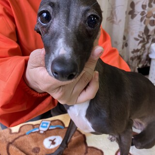 イタグレ8ヶ月の女の子　後脚にハンディ有り