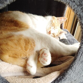 元気で人懐っこい女の子