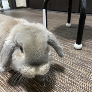 ホーランドロップ1歳の女の子