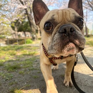 フレブル　桜久衛門くん　里親様募集☆