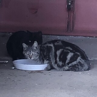 ④番　餌やりさん急死のため　ぐるぐるアメショ柄