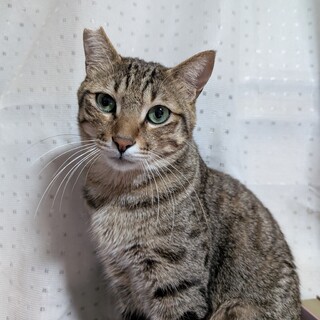 トライアルしてみませんか？人慣れ元気な男の子