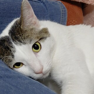 お尻ポンポン大好きの八兵衛君